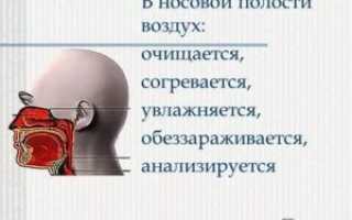 В носовой полости воздух согревается