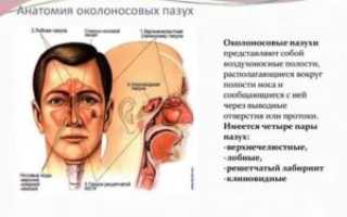Анатомия носа и околоносовых пазух