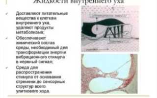 Жидкость во внутреннем ухе