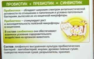 Как принимать пробиотики до или после еды