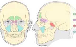 Пазухи черепа