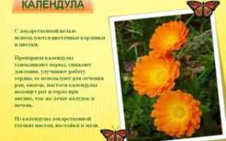 Календула детям с какого возраста