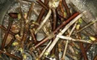 Веточки малины от кашля