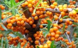 Облепиха детям с какого возраста