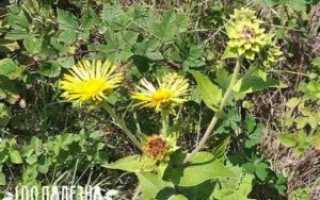 Девясил детям от кашля