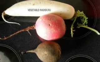 Лечение гайморита черной редькой