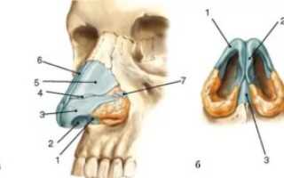 Болит хрящик носа
