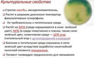 Синегнойная палочка лечение народными средствами