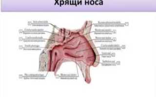 Добавочный носовой хрящ